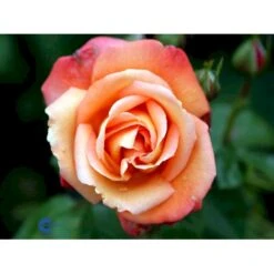'Troika' Rosa X 'Troika' (Storblomstrende) A-Kvalitet,- Barrods Roser Min. 3 Grene -Sirius Butik fi5260 rosa troika n c055
