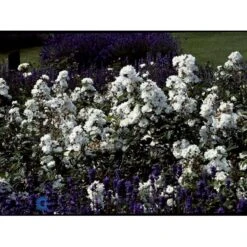 'Tumbling Waters'™ Rosa X 'Tumbling Waters'™ (Bunddækkerose) A-Kvalitet,- Barrods Roser Min. 3 Grene 23 'Tumbling Waters'™ Rosa X 'Tumbling Waters'™ (Bunddækkerose) A-Kvalitet,- Barrods Roser Min. 3 Grene -Sirius Butik fi5263 rosa tumbling waters poultumb n 25a4