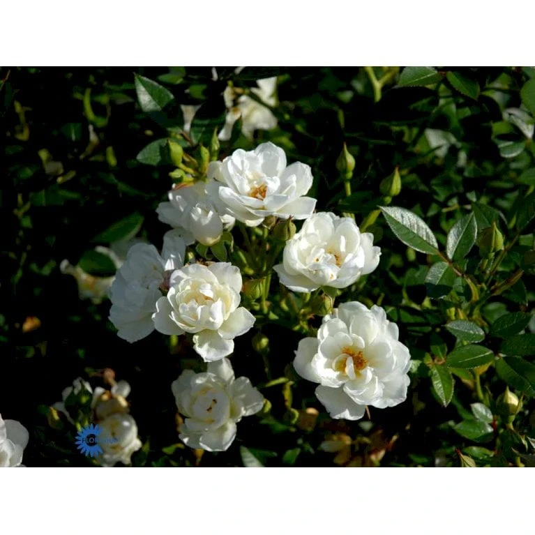 'Tumbling Waters'™ Rosa X 'Tumbling Waters'™ (Bunddækkerose) A-Kvalitet,- Barrods Roser Min. 3 Grene 10 'Tumbling Waters'™ Rosa X 'Tumbling Waters'™ (Bunddækkerose) A-Kvalitet,- Barrods Roser Min. 3 Grene - Billede 10