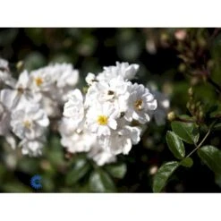 'Tumbling Waters'™ Rosa X 'Tumbling Waters'™ (Bunddækkerose) A-Kvalitet,- Barrods Roser Min. 3 Grene 20 'Tumbling Waters'™ Rosa X 'Tumbling Waters'™ (Bunddækkerose) A-Kvalitet,- Barrods Roser Min. 3 Grene -Sirius Butik fi5263 rosa tumbling waters poultumb n f57e