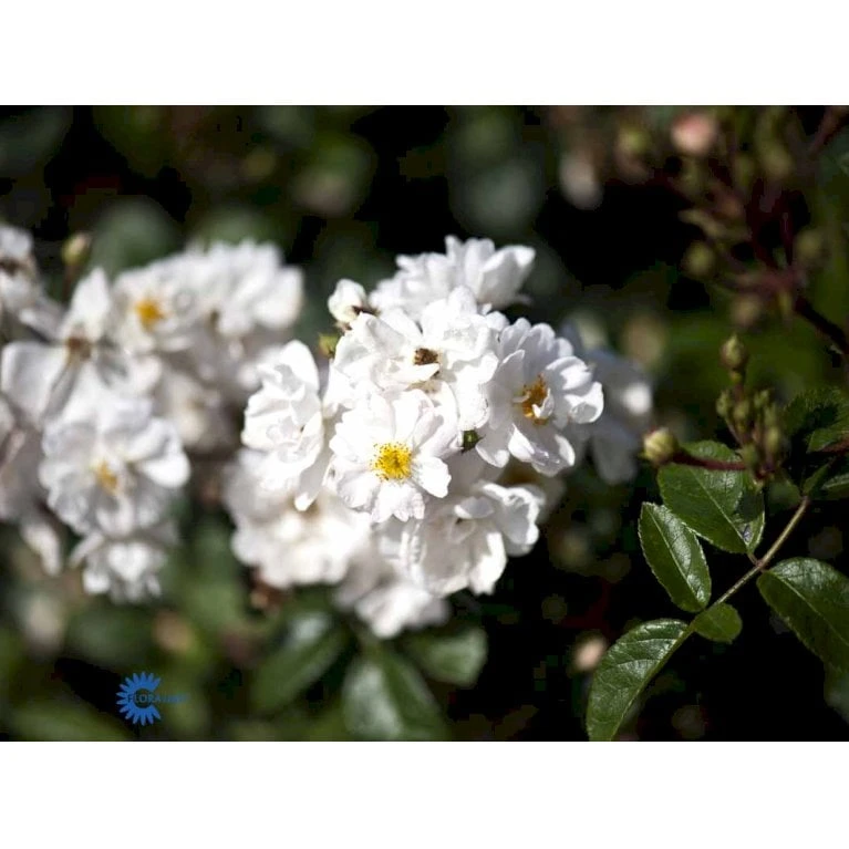 'Tumbling Waters'™ Rosa X 'Tumbling Waters'™ (Bunddækkerose) A-Kvalitet,- Barrods Roser Min. 3 Grene 9 'Tumbling Waters'™ Rosa X 'Tumbling Waters'™ (Bunddækkerose) A-Kvalitet,- Barrods Roser Min. 3 Grene - Billede 9