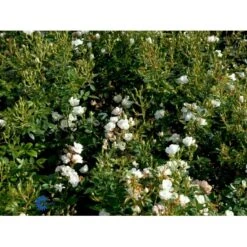 'Tumbling Waters'™ Rosa X 'Tumbling Waters'™ (Bunddækkerose) A-Kvalitet,- Barrods Roser Min. 3 Grene 22 'Tumbling Waters'™ Rosa X 'Tumbling Waters'™ (Bunddækkerose) A-Kvalitet,- Barrods Roser Min. 3 Grene -Sirius Butik fi5263 rosa tumbling waters poultumb n fc71