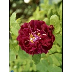 'Tuscany Superb' Rosa Gallica 'Tuscany Superb' (Gallicarosa) A-Kvalitet,- Barrods Roser Min. 3 Grene -Sirius Butik fi5264 rosa tuscany superb 2cc5