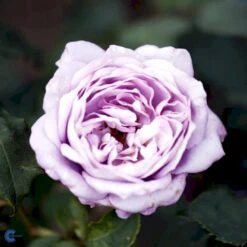 'Twice In A Blue Moon'® Rosa X 'Twice In A Blue Moon'® (Storblomstrende) A-Kvalitet,- Barrods Roser Min. 3 Grene -Sirius Butik fi5265 rosa twice in blue moon bf80