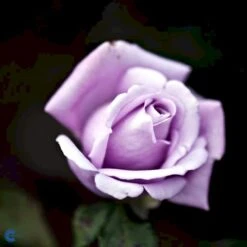 'Twice In A Blue Moon'® Rosa X 'Twice In A Blue Moon'® (Storblomstrende) A-Kvalitet,- Barrods Roser Min. 3 Grene -Sirius Butik fi5265 rosa twice in blue moon dec9