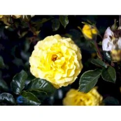 'Viborg'™ Rosa X 'Viborg'™ (Slotsrose) A-Kvalitet,- Barrods Roser Min. 3 Grene -Sirius Butik fi5281 rosa viborg poullug n 8b04