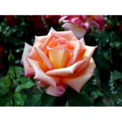 'Victor Borge'™ Rosa X 'Victor Borge'™ (Storblomstrende) A-Kvalitet,- Barrods Roser Min. 3 Grene -Sirius Butik fi5283 rosa victor borge poulvue n 221f