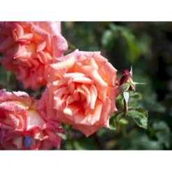 'Victor Borge'™ Rosa X 'Victor Borge'™ (Storblomstrende) A-Kvalitet,- Barrods Roser Min. 3 Grene -Sirius Butik fi5283 rosa victor borge poulvue n 7414