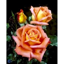 'Victor Borge'™ Rosa X 'Victor Borge'™ (Storblomstrende) A-Kvalitet,- Barrods Roser Min. 3 Grene -Sirius Butik fi5283 rosa victor borge poulvue n e072