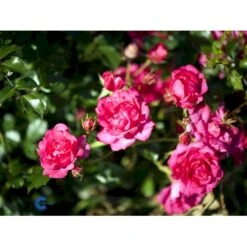 'Viking'® Rosa X 'Viking'® (Bunddækkerose) A-Kvalitet,- Barrods Roser Min. 3 Grene 14 'Viking'® Rosa X 'Viking'® (Bunddækkerose) A-Kvalitet,- Barrods Roser Min. 3 Grene -Sirius Butik fi5287 rosa viking 0946