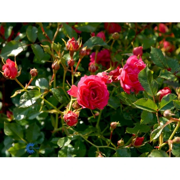 'Viking'® Rosa X 'Viking'® (Bunddækkerose) A-Kvalitet,- Barrods Roser Min. 3 Grene 8 'Viking'® Rosa X 'Viking'® (Bunddækkerose) A-Kvalitet,- Barrods Roser Min. 3 Grene - Billede 8