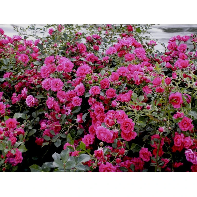 'Viking'® Rosa X 'Viking'® (Bunddækkerose) A-Kvalitet,- Barrods Roser Min. 3 Grene 6 'Viking'® Rosa X 'Viking'® (Bunddækkerose) A-Kvalitet,- Barrods Roser Min. 3 Grene - Billede 6