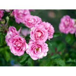 'Violet™ Hit'® Rosa X 'Violet™ Hit'® (Miniaturerose) A-Kvalitet,- Barrods Roser Min. 3 Grene -Sirius Butik fi5290 rosa violet poultin n 69c1