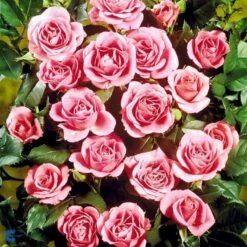 'Violet™ Hit'® Rosa X 'Violet™ Hit'® (Miniaturerose) A-Kvalitet,- Barrods Roser Min. 3 Grene -Sirius Butik fi5290 rosa violet poultin n b3e6