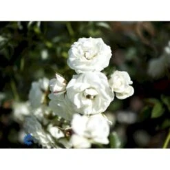 'Waltz'™ Rosa X 'Waltz'™ (Slyngrose) A-Kvalitet,- Barrods Roser Min. 3 Grene 10 'Waltz'™ Rosa X 'Waltz'™ (Slyngrose) A-Kvalitet,- Barrods Roser Min. 3 Grene -Sirius Butik fi5300 rosa waltz poulkrid n 223b