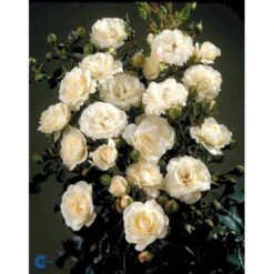 'Waltz'™ Rosa X 'Waltz'™ (Slyngrose) A-Kvalitet,- Barrods Roser Min. 3 Grene 11 'Waltz'™ Rosa X 'Waltz'™ (Slyngrose) A-Kvalitet,- Barrods Roser Min. 3 Grene -Sirius Butik fi5300 rosa waltz poulkrid n 8679