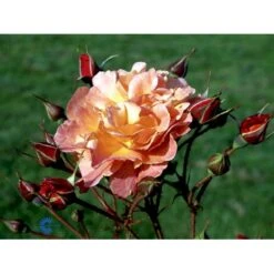 'Westerland'® Rosa X 'Westerland'® (Slyngrose) A-Kvalitet,- Barrods Roser Min. 3 Grene -Sirius Butik fi5307 rosa westerland 97e8