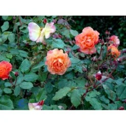 'Westerland'® Rosa X 'Westerland'® (Slyngrose) A-Kvalitet,- Barrods Roser Min. 3 Grene -Sirius Butik fi5307 rosa westerland a556