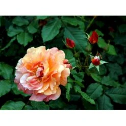 'Westerland'® Rosa X 'Westerland'® (Slyngrose) A-Kvalitet,- Barrods Roser Min. 3 Grene -Sirius Butik fi5307 rosa westerland a7e6