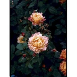 'Westerland'® Rosa X 'Westerland'® (Slyngrose) A-Kvalitet,- Barrods Roser Min. 3 Grene -Sirius Butik fi5307 rosa westerland b8a5