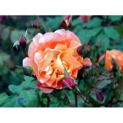 'Westerland'® Rosa X 'Westerland'® (Slyngrose) A-Kvalitet,- Barrods Roser Min. 3 Grene -Sirius Butik fi5307 rosa westerland f510