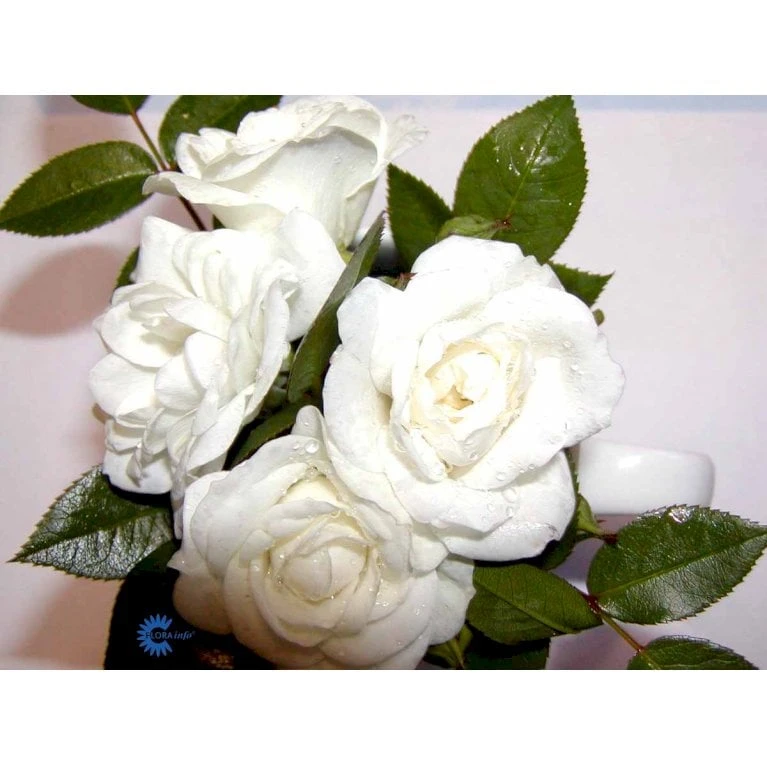 'White Cover'® Rosa X 'White Cover'® (Bunddækkerose) A-Kvalitet,- Barrods Roser Min. 3 Grene 14 'White Cover'® Rosa X 'White Cover'® (Bunddækkerose) A-Kvalitet,- Barrods Roser Min. 3 Grene - Billede 14