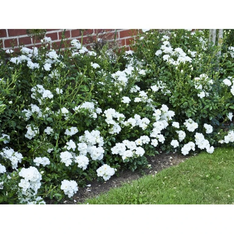 'White Cover'® Rosa X 'White Cover'® (Bunddækkerose) A-Kvalitet,- Barrods Roser Min. 3 Grene 9 'White Cover'® Rosa X 'White Cover'® (Bunddækkerose) A-Kvalitet,- Barrods Roser Min. 3 Grene - Billede 9
