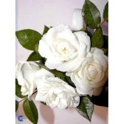 'White Cover'® Rosa X 'White Cover'® (Bunddækkerose) A-Kvalitet,- Barrods Roser Min. 3 Grene 26 'White Cover'® Rosa X 'White Cover'® (Bunddækkerose) A-Kvalitet,- Barrods Roser Min. 3 Grene -Sirius Butik fi5313 rosa white cover poulcov n 849b