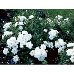 'White Cover'® Rosa X 'White Cover'® (Bunddækkerose) A-Kvalitet,- Barrods Roser Min. 3 Grene 25 'White Cover'® Rosa X 'White Cover'® (Bunddækkerose) A-Kvalitet,- Barrods Roser Min. 3 Grene -Sirius Butik fi5313 rosa white cover poulcov n 9218