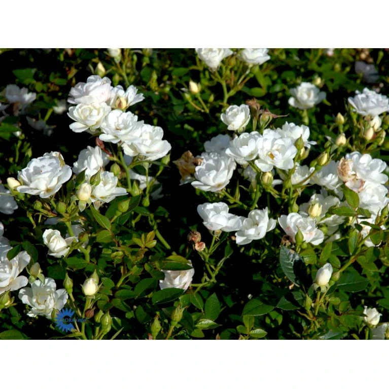 'White Cover'® Rosa X 'White Cover'® (Bunddækkerose) A-Kvalitet,- Barrods Roser Min. 3 Grene 11 'White Cover'® Rosa X 'White Cover'® (Bunddækkerose) A-Kvalitet,- Barrods Roser Min. 3 Grene - Billede 11