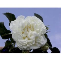 'White Meidiland' Rosa X 'White Meidiland' (Bunddækkerose) A-Kvalitet,- Barrods Roser Min. 3 Grene -Sirius Butik fi5318 rosa white meidiland 1d50