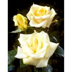 'White Nights'™ Rosa X 'White Nights'™ (Slyngrose) A-Kvalitet,- Barrods Roser Min. 3 Grene 10 'White Nights'™ Rosa X 'White Nights'™ (Slyngrose) A-Kvalitet,- Barrods Roser Min. 3 Grene -Sirius Butik fi5320 rosa white nights poulaps n 2998