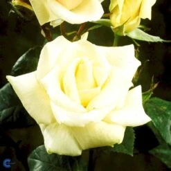 'White Nights'™ Rosa X 'White Nights'™ (Slyngrose) A-Kvalitet,- Barrods Roser Min. 3 Grene 11 'White Nights'™ Rosa X 'White Nights'™ (Slyngrose) A-Kvalitet,- Barrods Roser Min. 3 Grene -Sirius Butik fi5320 rosa white nights poulaps n 4670