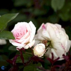 'White Nights'™ Rosa X 'White Nights'™ (Slyngrose) A-Kvalitet,- Barrods Roser Min. 3 Grene 9 'White Nights'™ Rosa X 'White Nights'™ (Slyngrose) A-Kvalitet,- Barrods Roser Min. 3 Grene -Sirius Butik fi5320 rosa white nights poulaps n b03d