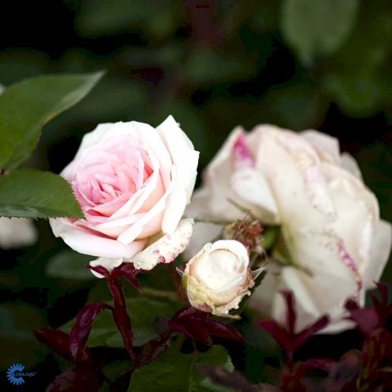 'White Nights'™ Rosa X 'White Nights'™ (Slyngrose) A-Kvalitet,- Barrods Roser Min. 3 Grene 4 'White Nights'™ Rosa X 'White Nights'™ (Slyngrose) A-Kvalitet,- Barrods Roser Min. 3 Grene - Billede 4