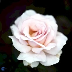 'A White Shade Of Pale' Rosa X 'A White Shade Of Pale' (Storblomstrende) A-Kvalitet,- Barrods Roser Min. 3 Grene -Sirius Butik fi5323 rosa whiter shade of pale bfed