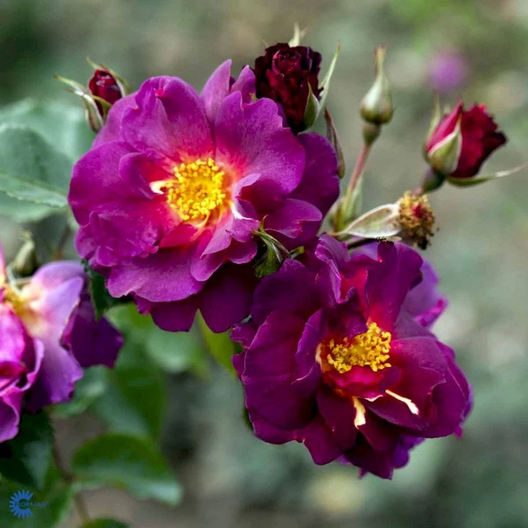 'Wild Rover' Rosa X 'Wild Rover' (Slyngrose) A-Kvalitet,- Barrods Roser Min. 3 Grene 4 'Wild Rover' Rosa X 'Wild Rover' (Slyngrose) A-Kvalitet,- Barrods Roser Min. 3 Grene - Billede 4