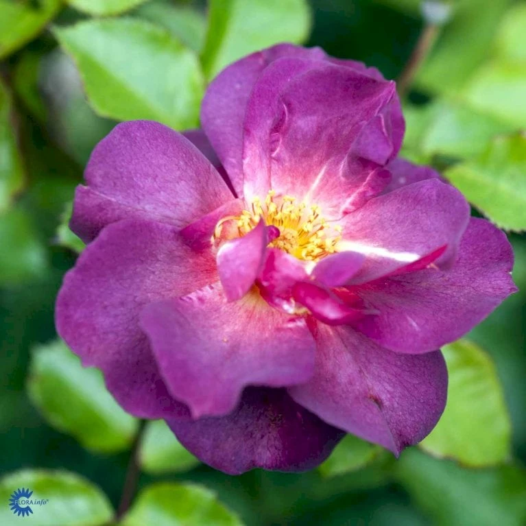 'Wild Rover' Rosa X 'Wild Rover' (Slyngrose) A-Kvalitet,- Barrods Roser Min. 3 Grene 5 'Wild Rover' Rosa X 'Wild Rover' (Slyngrose) A-Kvalitet,- Barrods Roser Min. 3 Grene - Billede 5