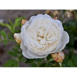 'William And Cathrine'™ Rosa X 'William And Cathrine'™ (Engelsk Rose) A-Kvalitet,- Barrods Roser Min. 3 Grene 17 'William And Cathrine'™ Rosa X 'William And Cathrine'™ (Engelsk Rose) A-Kvalitet,- Barrods Roser Min. 3 Grene -Sirius Butik fi5331 rosa william and catherine ausrappe c62c