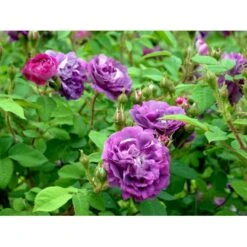 'William Lobb' Rosa Centifolia Muscosa 'William Lobb' (Mosrose) A-Kvalitet,- Barrods Roser Min. 3 Grene -Sirius Butik fi5334 rosa william lobb 7b9b