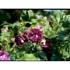 'William Lobb' Rosa Centifolia Muscosa 'William Lobb' (Mosrose) A-Kvalitet,- Barrods Roser Min. 3 Grene -Sirius Butik fi5334 rosa william lobb e5ee