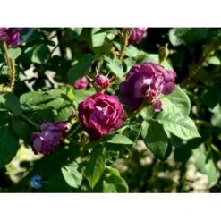 'William Lobb' Rosa Centifolia Muscosa 'William Lobb' (Mosrose) A-Kvalitet,- Barrods Roser Min. 3 Grene -Sirius Butik fi5334 rosa william lobb eccd
