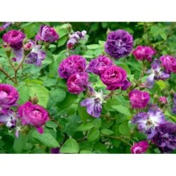 'William Lobb' Rosa Centifolia Muscosa 'William Lobb' (Mosrose) A-Kvalitet,- Barrods Roser Min. 3 Grene -Sirius Butik fi5334 rosa william lobb f857