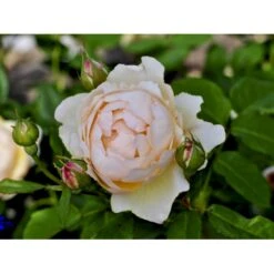 'Wollerton Old Hall'™ Rosa X 'Wollerton Old Hall'™ (Engelsk Rose) A-Kvalitet,- Barrods Roser Min. 3 Grene -Sirius Butik fi5343 rosa wollerton old hall 3550
