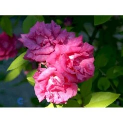 'Zéphirine Drouhin' Rosa Bourboniana 'Zéphirine Drouhin' (Bourbonrose) A-Kvalitet,- Barrods Roser Min. 3 Grene -Sirius Butik fi5353 rosa zephirine drouhin 0227