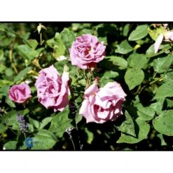 'Zéphirine Drouhin' Rosa Bourboniana 'Zéphirine Drouhin' (Bourbonrose) A-Kvalitet,- Barrods Roser Min. 3 Grene -Sirius Butik fi5353 rosa zephirine drouhin 10d1