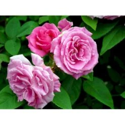 'Zéphirine Drouhin' Rosa Bourboniana 'Zéphirine Drouhin' (Bourbonrose) A-Kvalitet,- Barrods Roser Min. 3 Grene -Sirius Butik fi5353 rosa zephirine drouhin ecc4