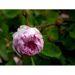 'Salet' Rosa Centifolia Muscosa 'Salet' (Mosrose) A-Kvalitet,- Barrods Roser Min. 3 Grene 9 'Salet' Rosa Centifolia Muscosa 'Salet' (Mosrose) A-Kvalitet,- Barrods Roser Min. 3 Grene -Sirius Butik fi5399 rosa centifolia muscosa d6dc