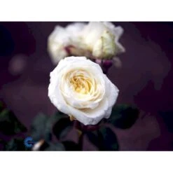 'Claus Dalby'™ Rosa X 'Claus Dalby'™ (Storblomstrende) A-Kvalitet,- Barrods Roser Min. 3 Grene -Sirius Butik fi5416 rosa claus dalby poulht009 n 70e4