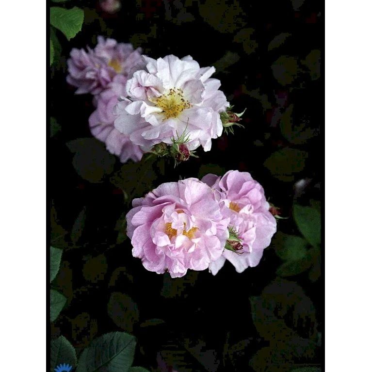 'Celsiana' Rosa Damascena 'Celsiana' (Damascenerrose) A-Kvalitet,- Barrods Roser Min. 3 Grene 3 'Celsiana' Rosa Damascena 'Celsiana' (Damascenerrose) A-Kvalitet,- Barrods Roser Min. 3 Grene - Billede 3